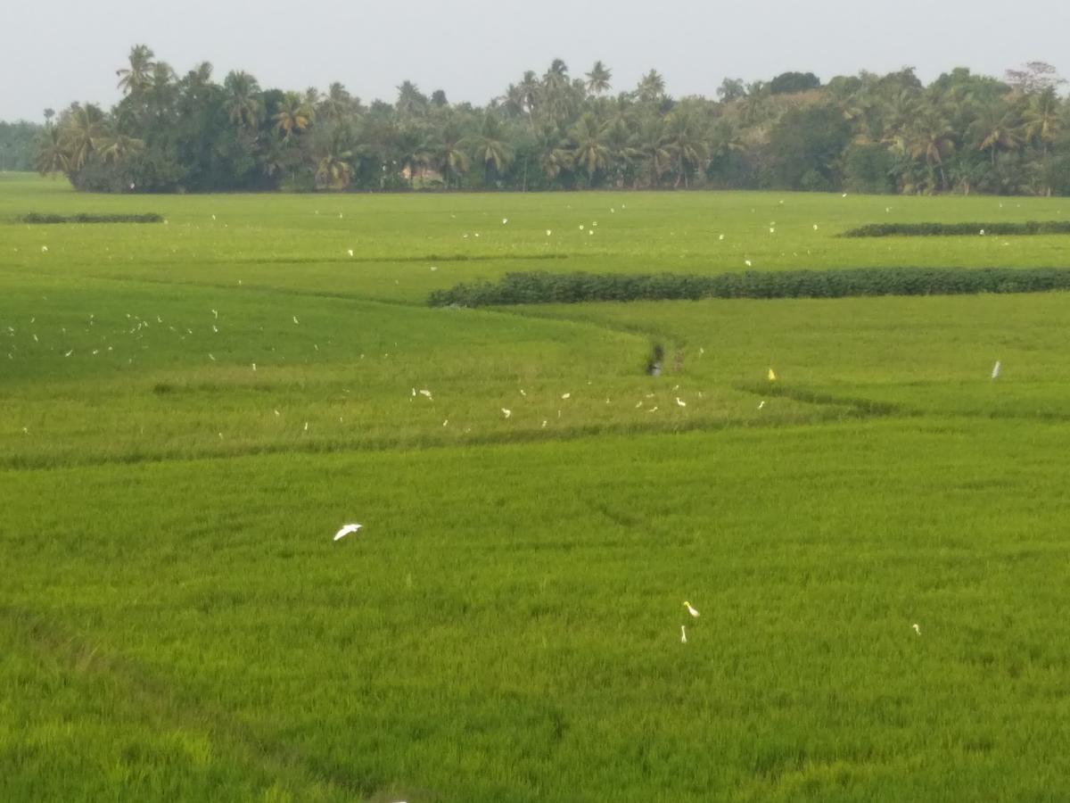 Pozhiyoram Ayurveda Beach Resort Alappuzha 외부 사진